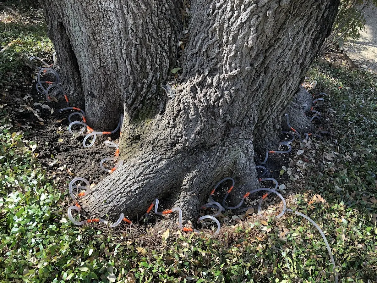 Detailed Tree Cabling and Bracing job site in Lelia Lake